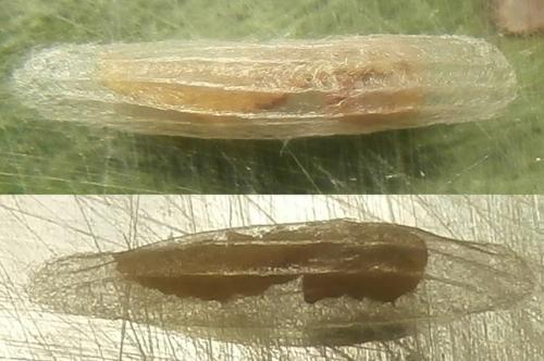 Réf. 227 149 : Bucculatrix alaternella